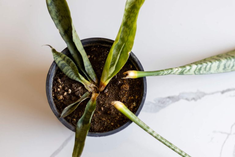 Overwatered Snake Plant