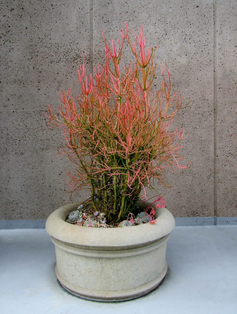 Pencil Cactus (Euphorbia Tirucalli) In Pot