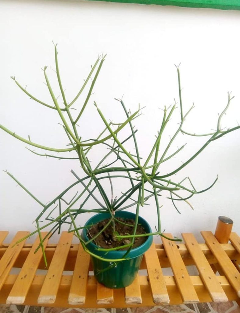 pencil cactus (Euphorbia Tirucalli)