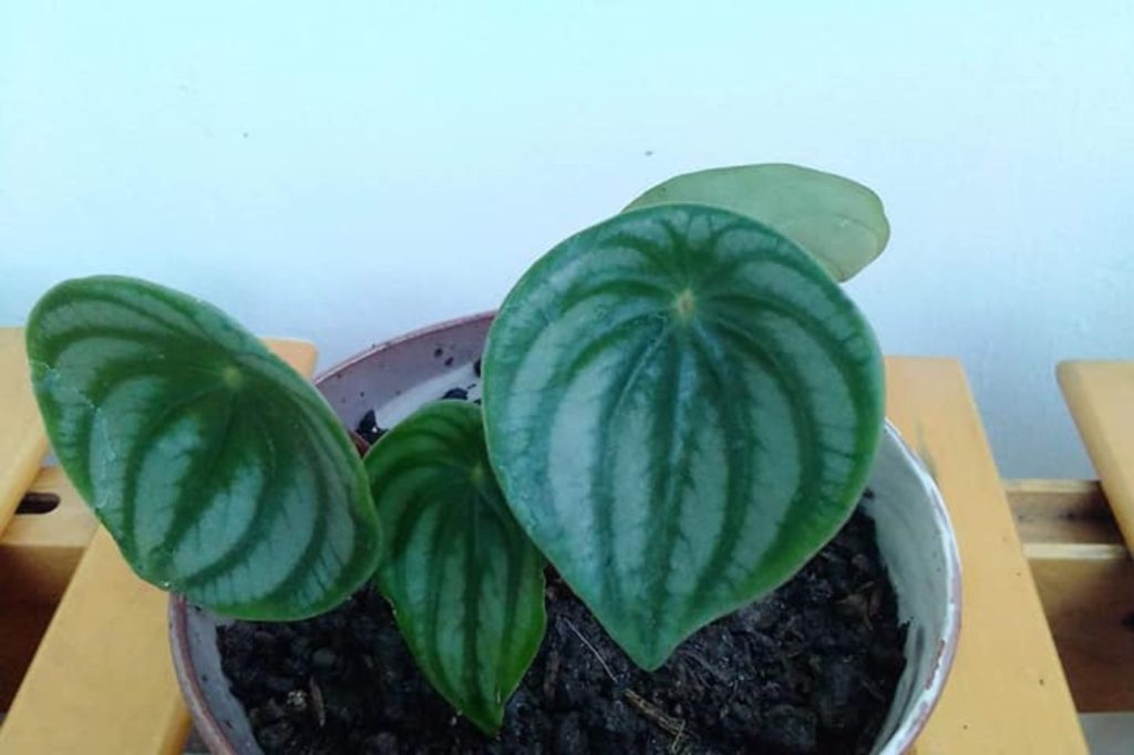 peperomia in a white pot