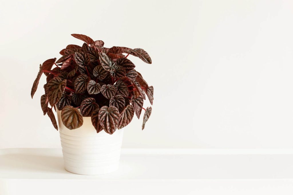 Peperomia Caperata In White Flowerpot