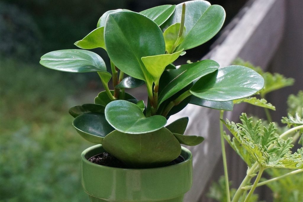 peperomia obtusifolia in a bright light