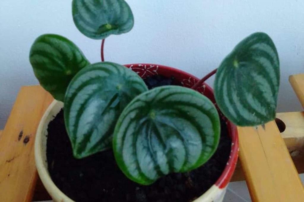 peperomia in a pot