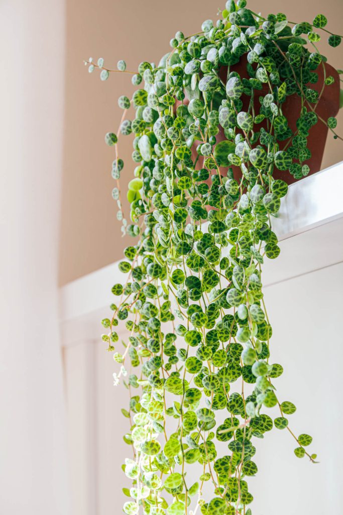 Peperomia String Of Turtles Plant On Shelf