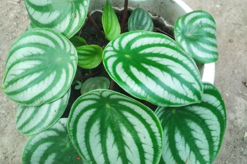 peperomia watermelon