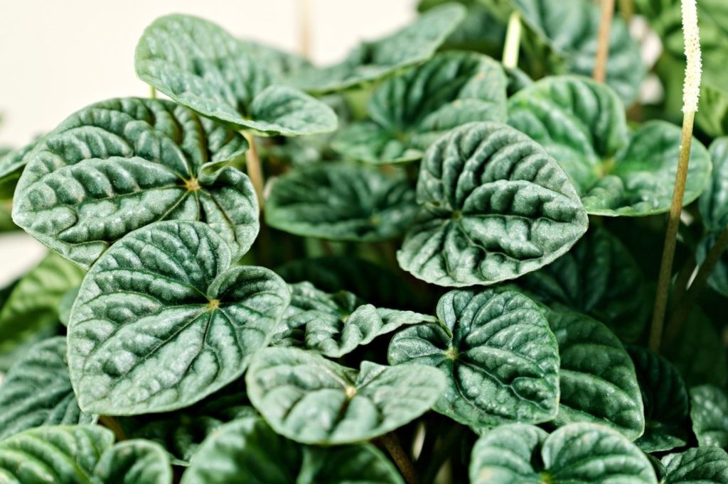 peperomia with green leaves