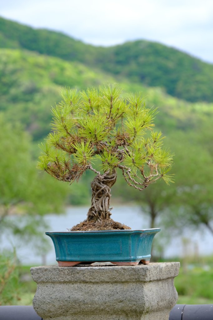 pine bonsai