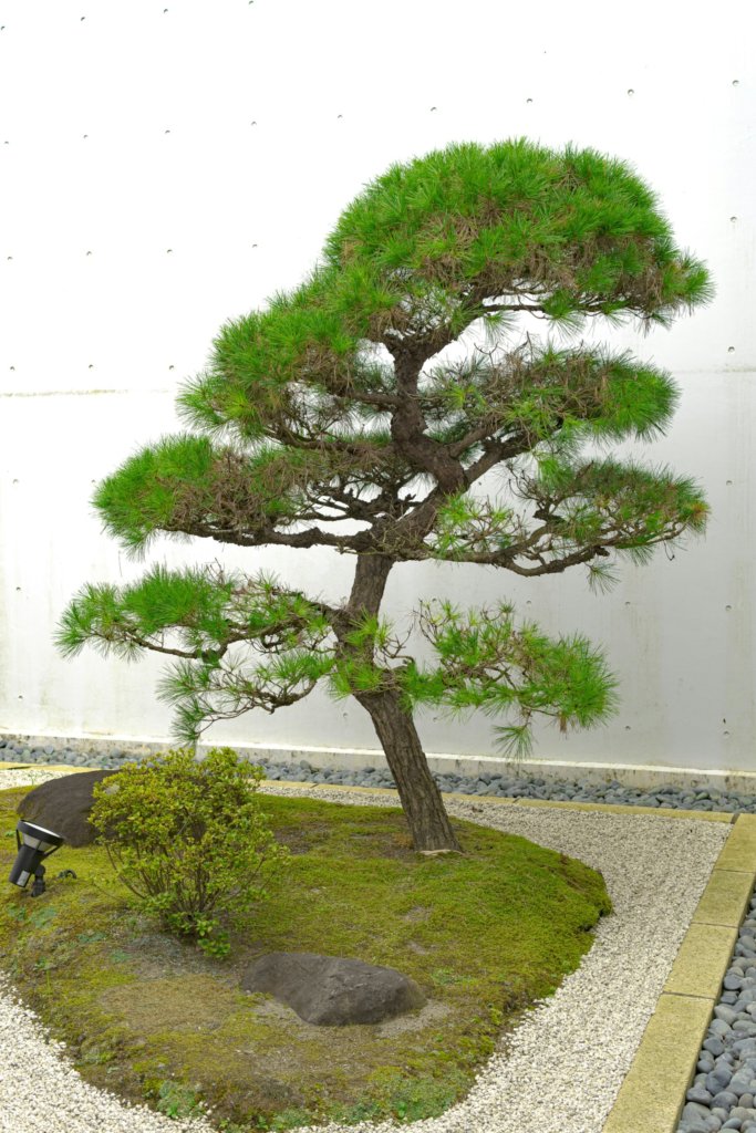 pine bonsai in ground