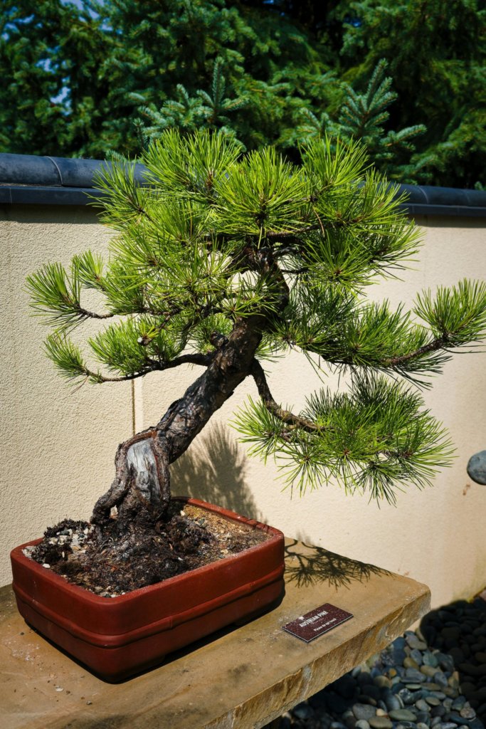 pine bonsai outdoor