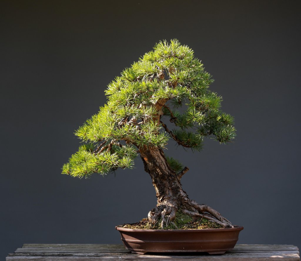 pine bonsai plant