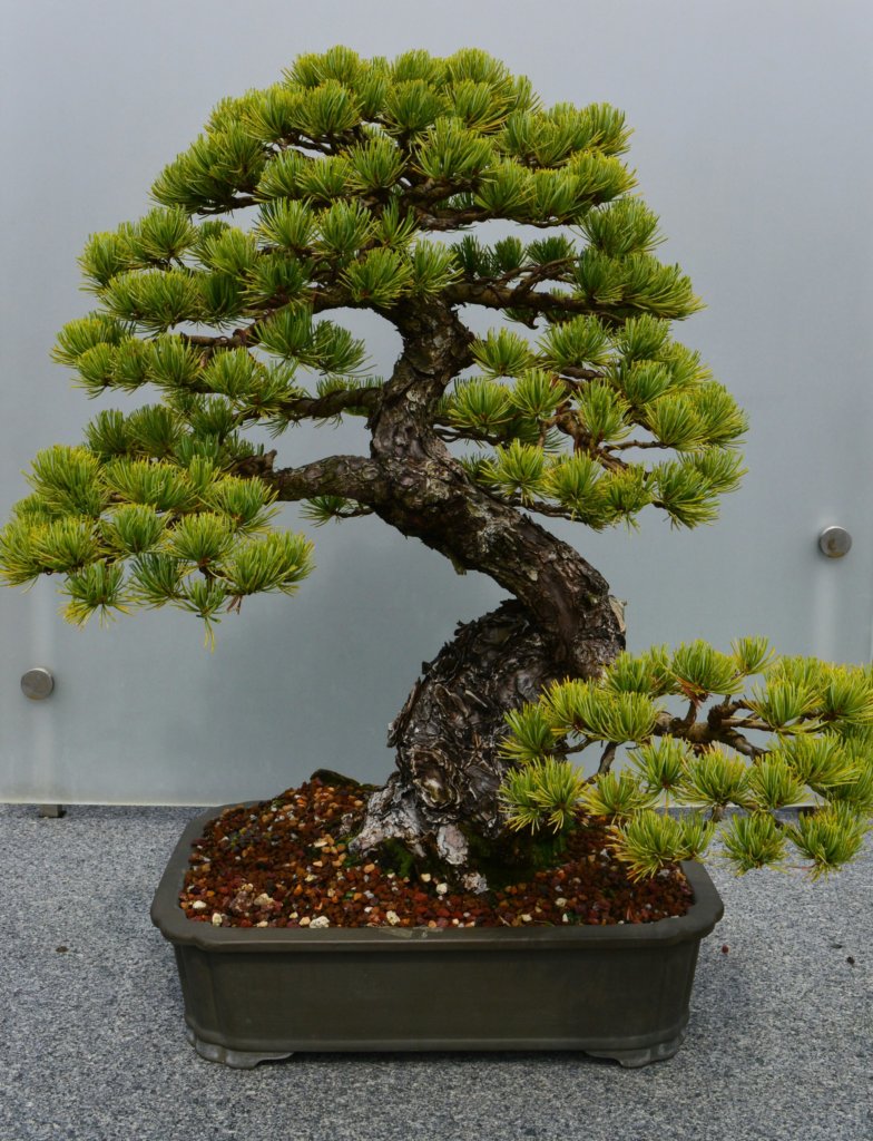 pine bonsai tree