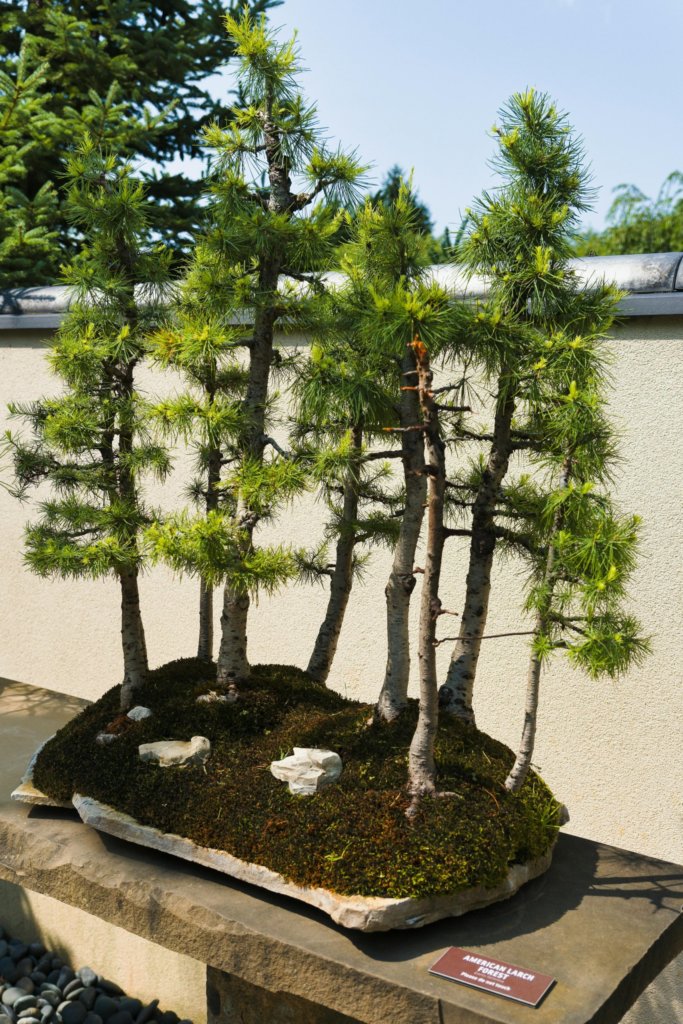 pine forest bonsai