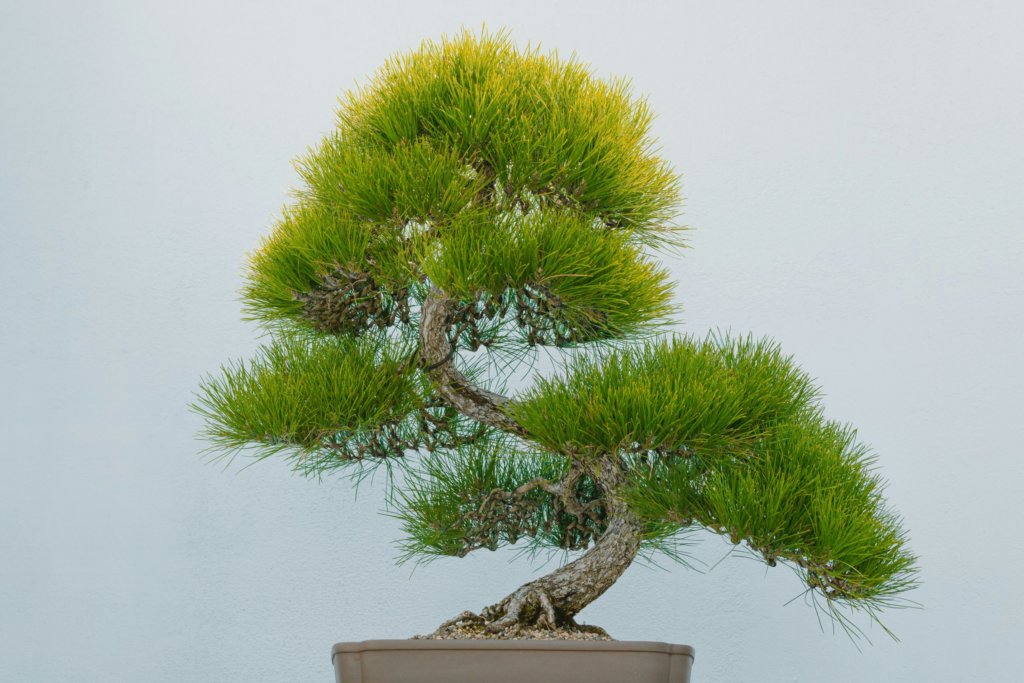 pine tree bonsai