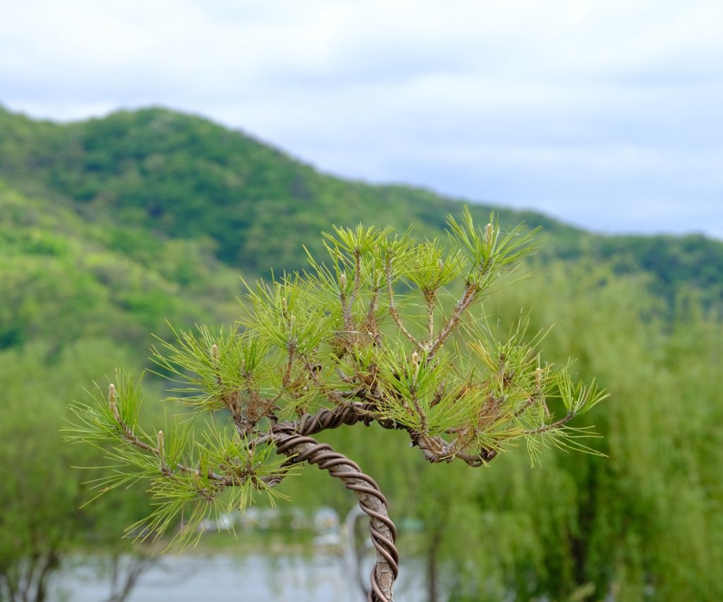 pine bonsai outdoor