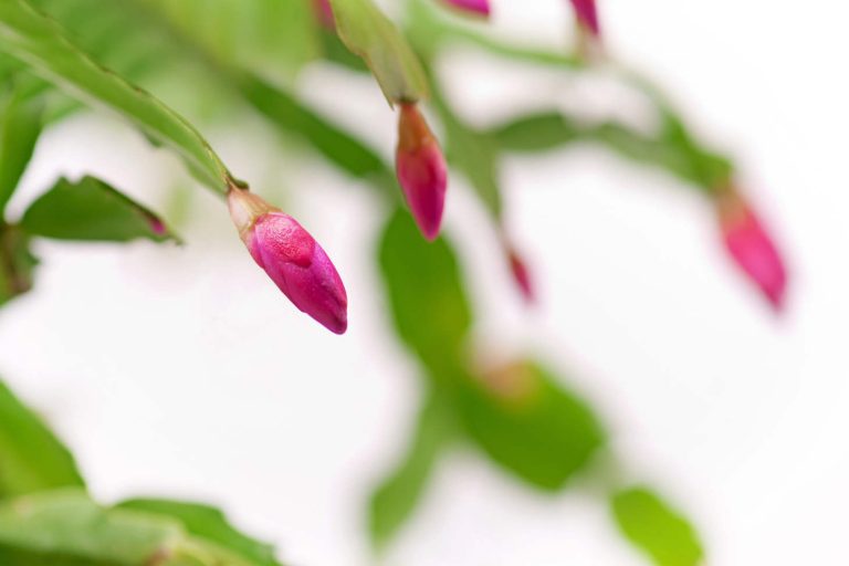 Pink Christmas Cactus Buds