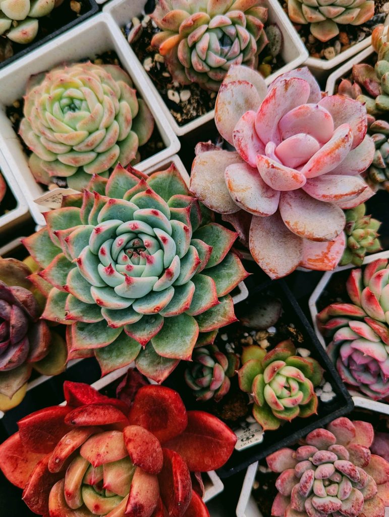 Pink Echeveria With Colorful Succulents