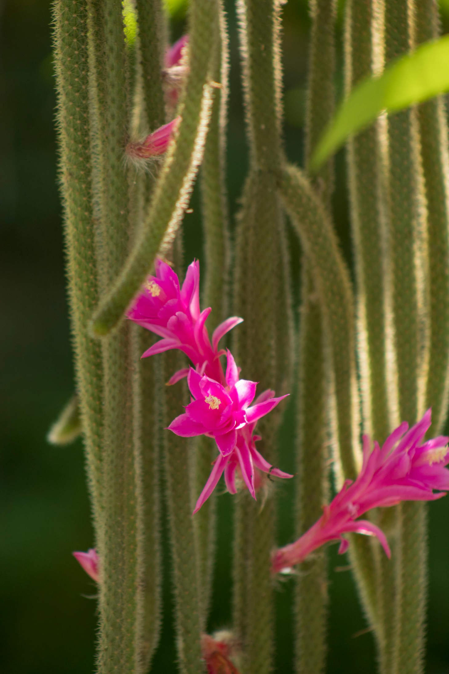 Pink Flowers On Rattail Cactus