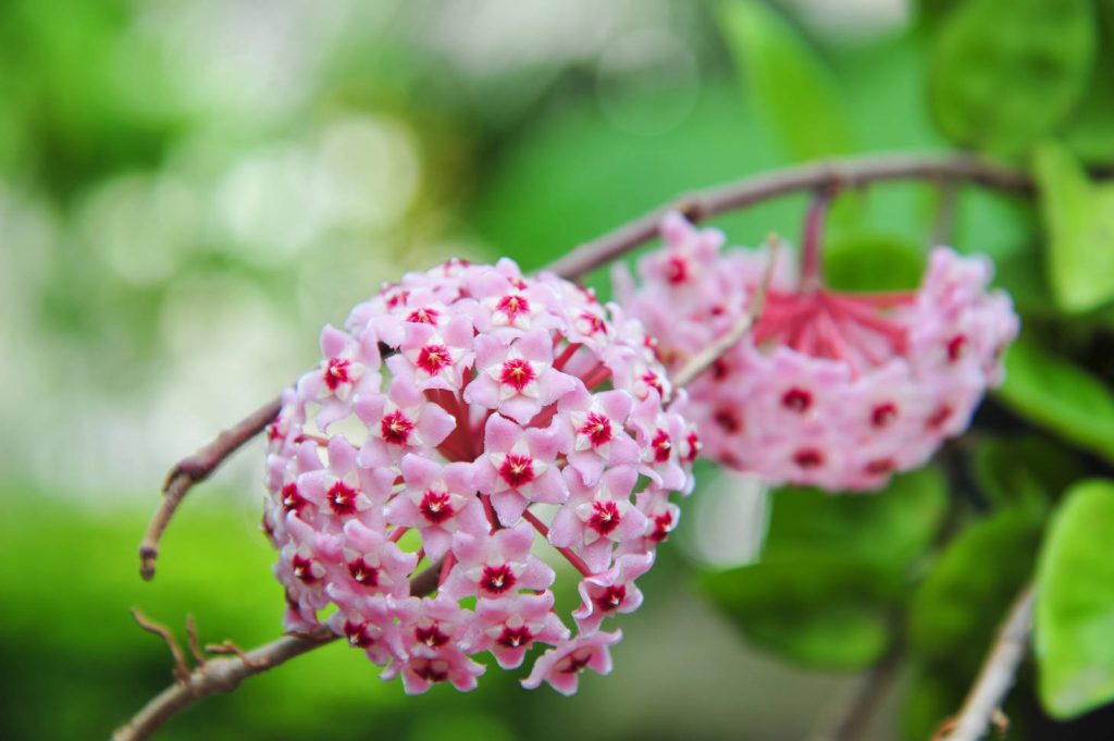 Pink Hoya Flowers