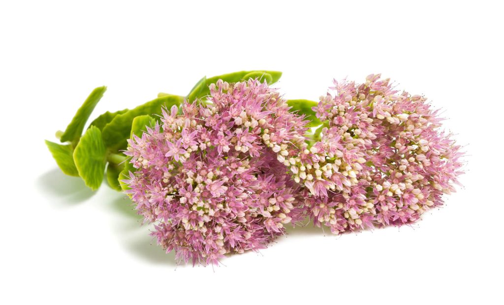 Pink Sedum Flowers