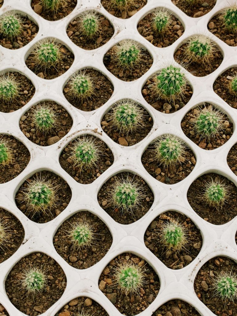 planting cactus pups or offsets
