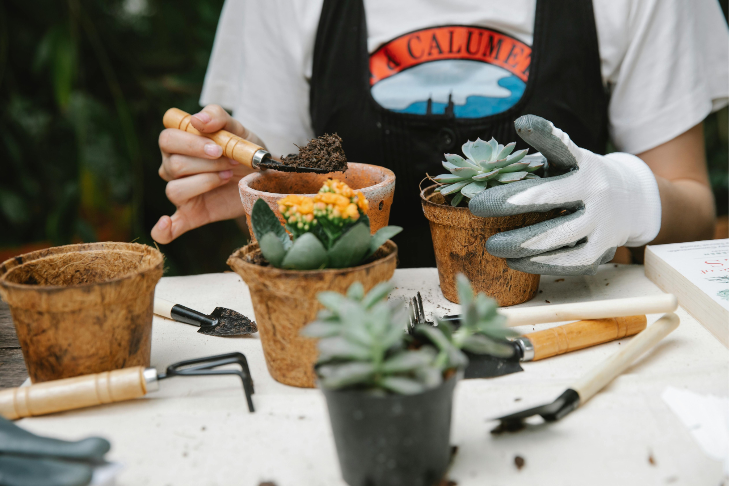 a person planting succulents in pots