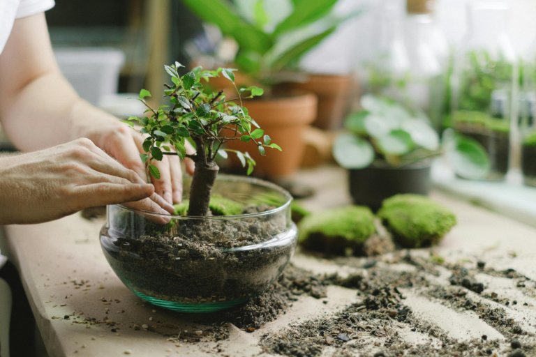 planting and repotting bonsai in a glass pot