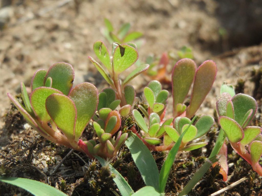Portulaca Oleracea (Purslane)