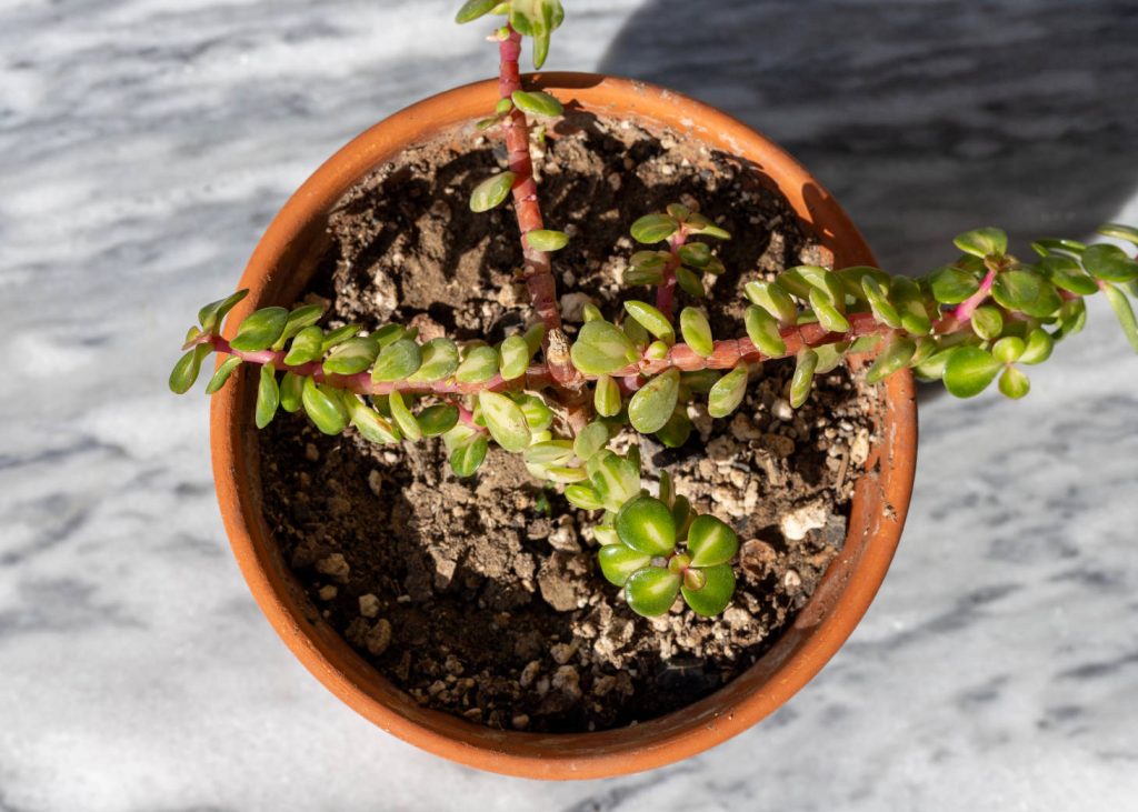 Portulacaria Afra From Above In Terracotta Pot