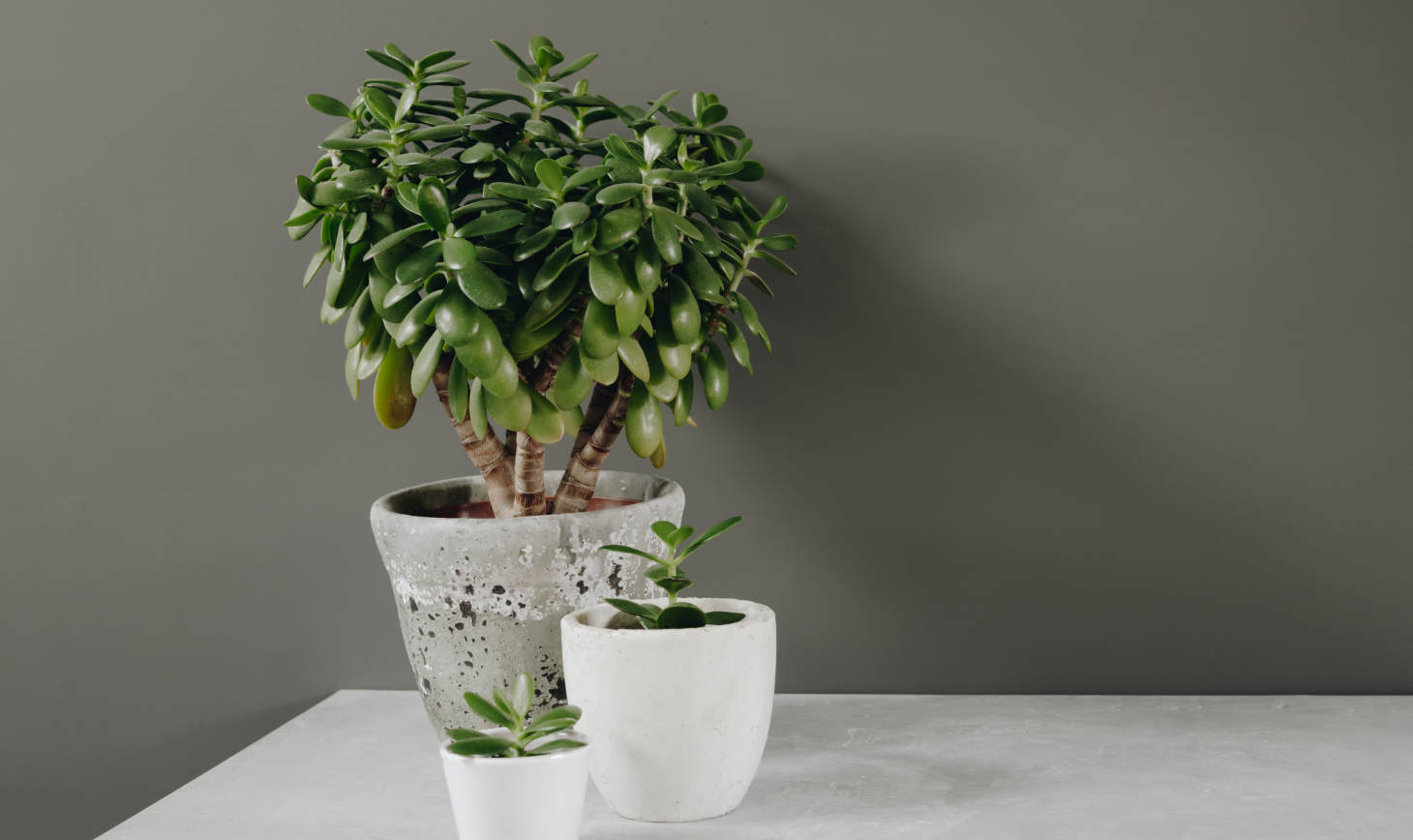 Potted Crassula Ovata (common Jade Plant)