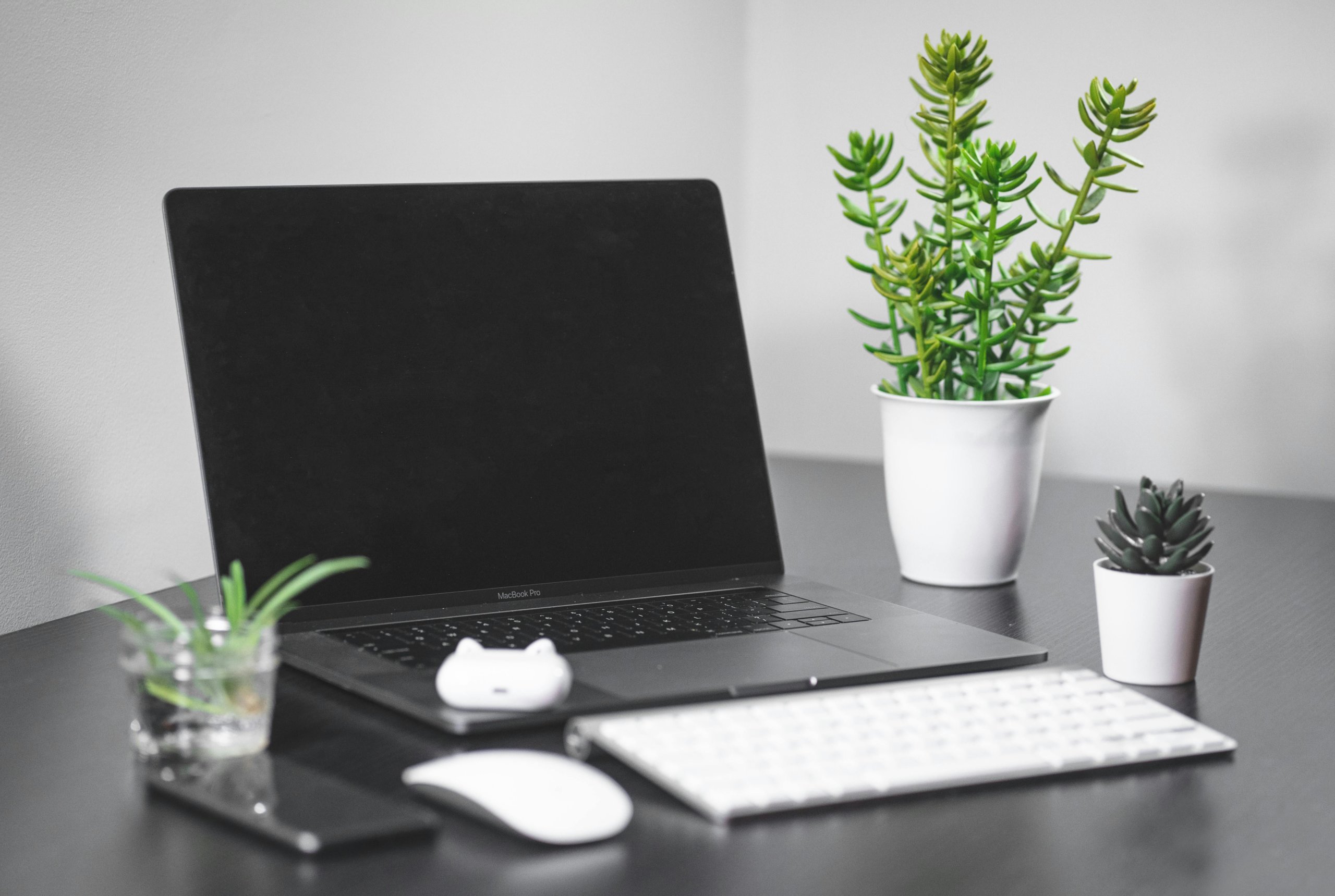 potted succulents on office desk