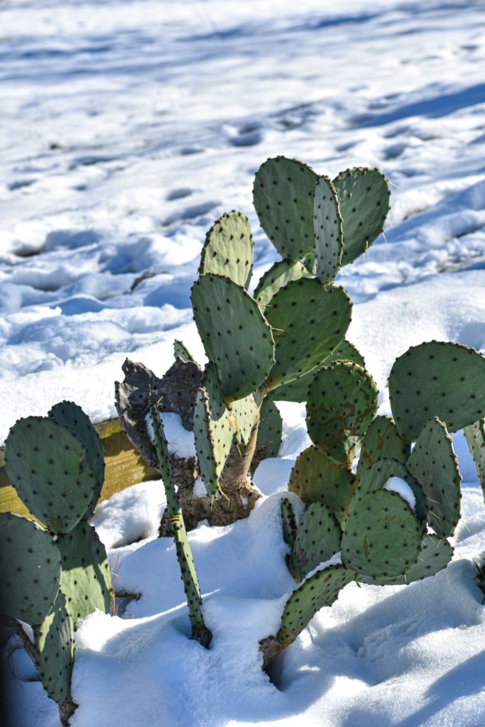 prickly pear cactus in winter