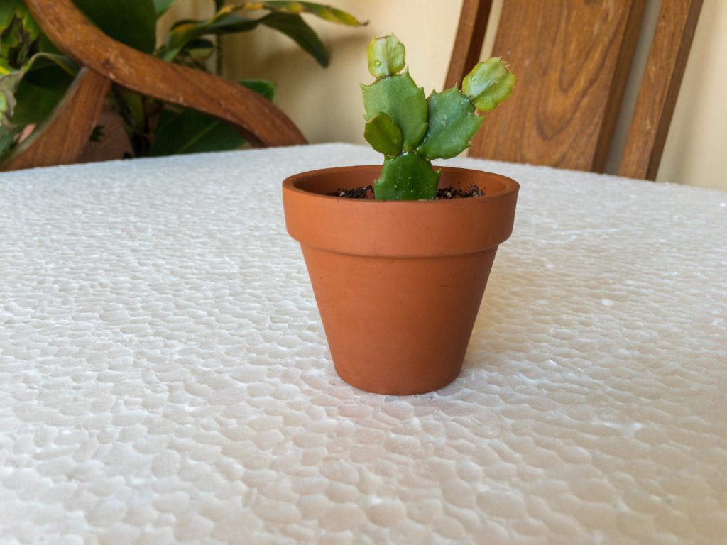 Propagated Christmas Cactus In Pot