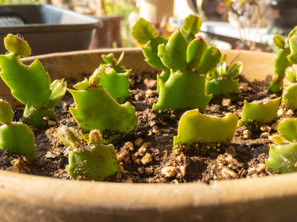 Propagating Christmas Cacti From Cuttings