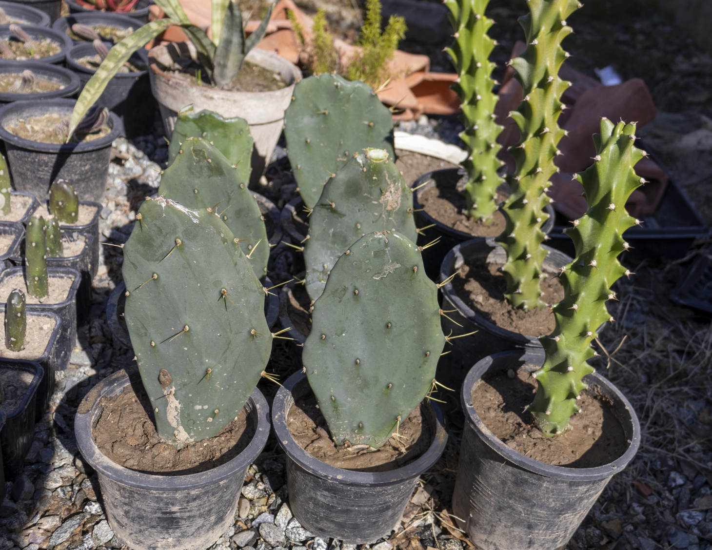 Propagating Eurphorbia plant And Opuntia Cacti In Pots