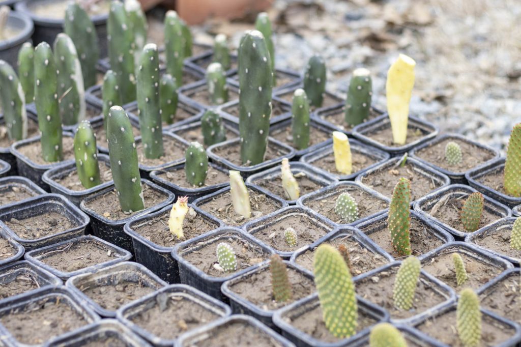 Propagating Opuntia Cacti From Cuttings