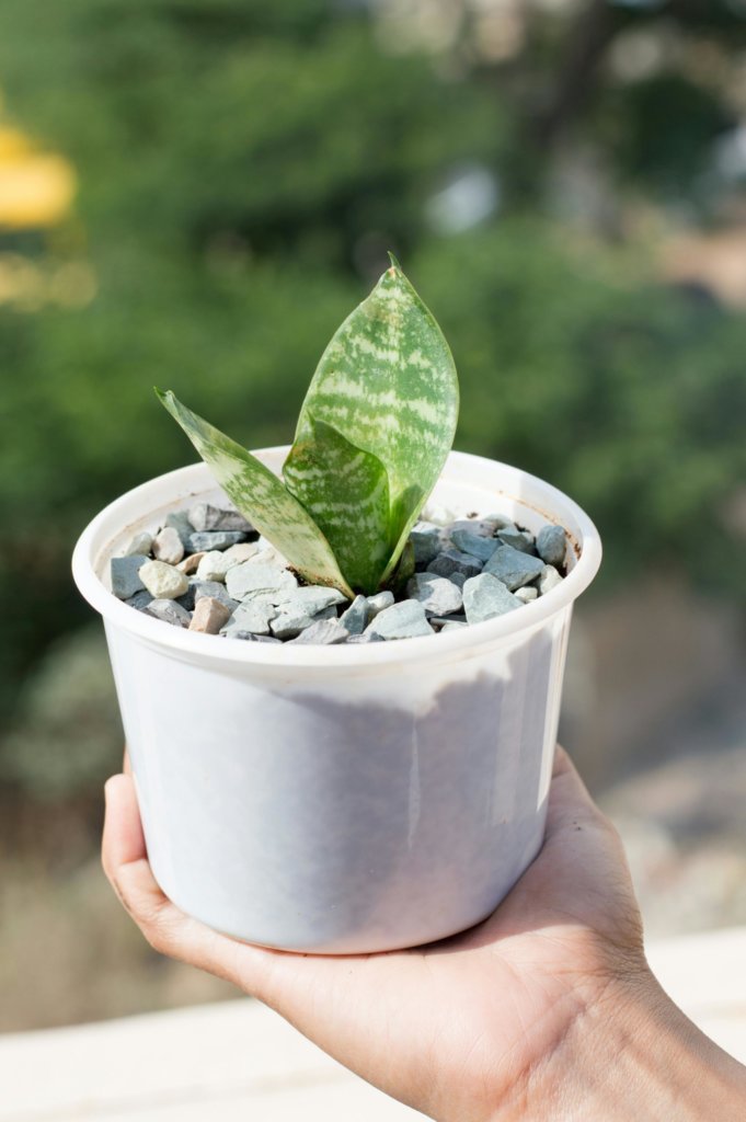 propagating snake plant in plastic pot