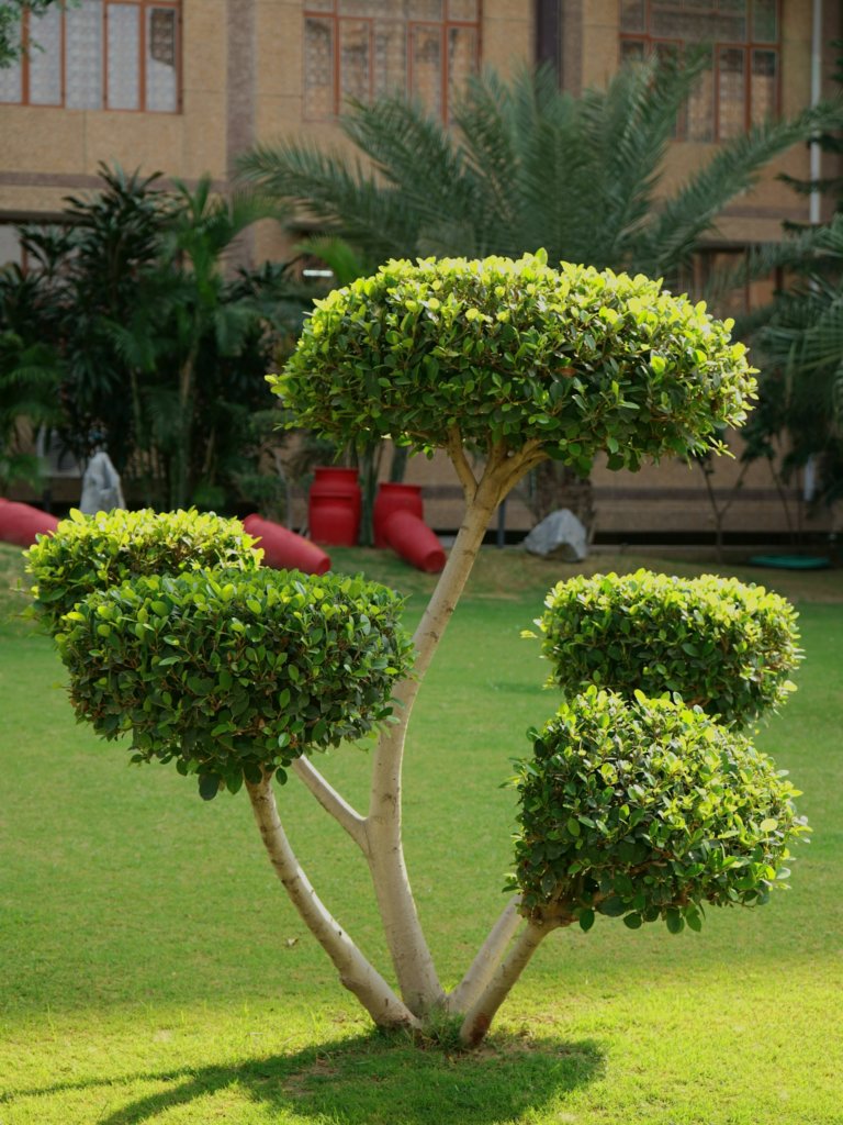 pruned bonsai in the ground
