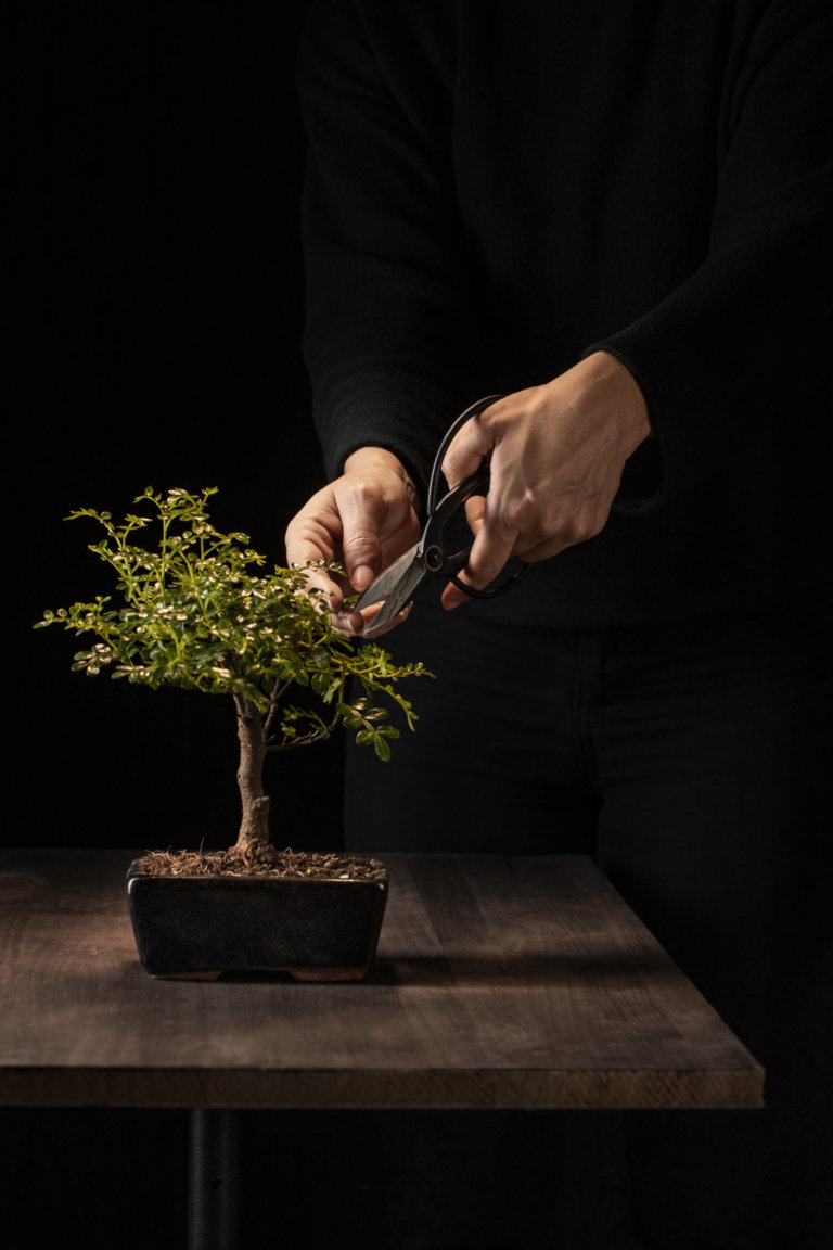 pruning bonsai