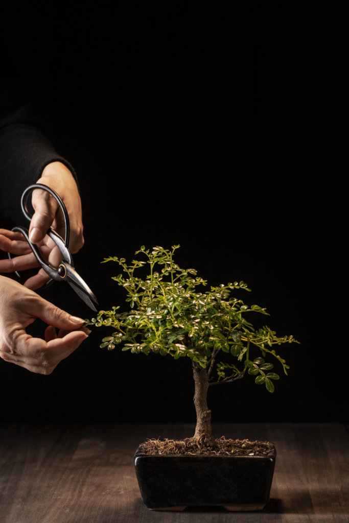 pruning bonsai with scissors