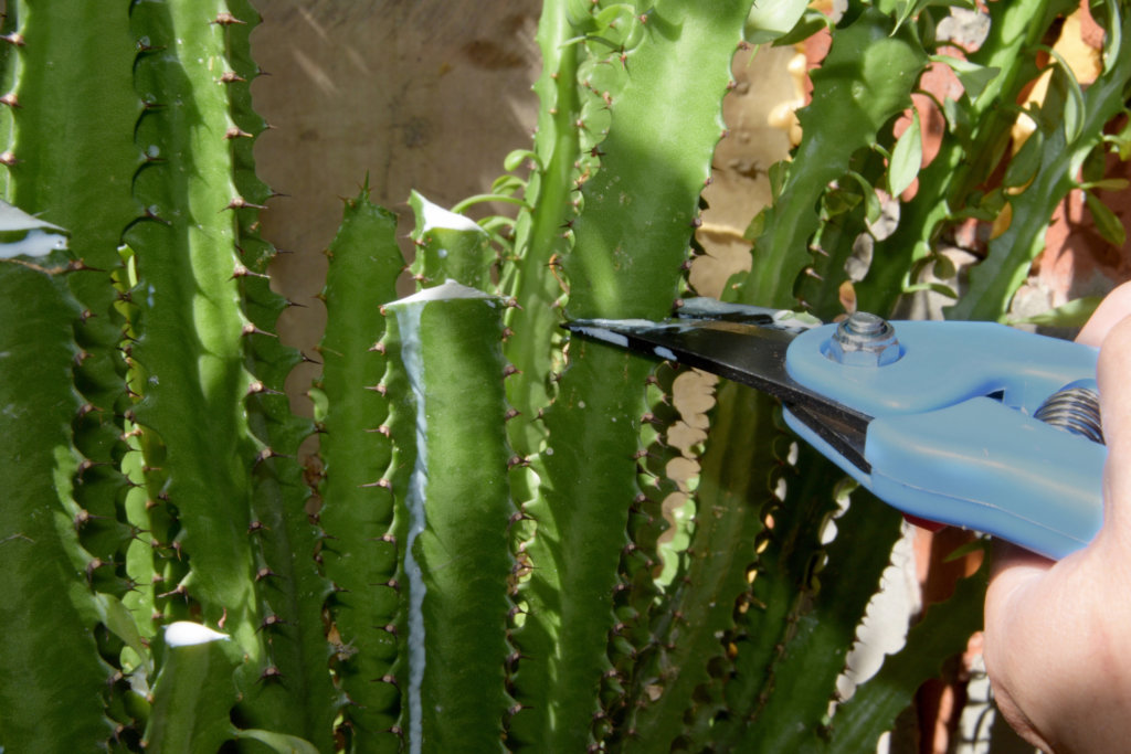 pruning cactus