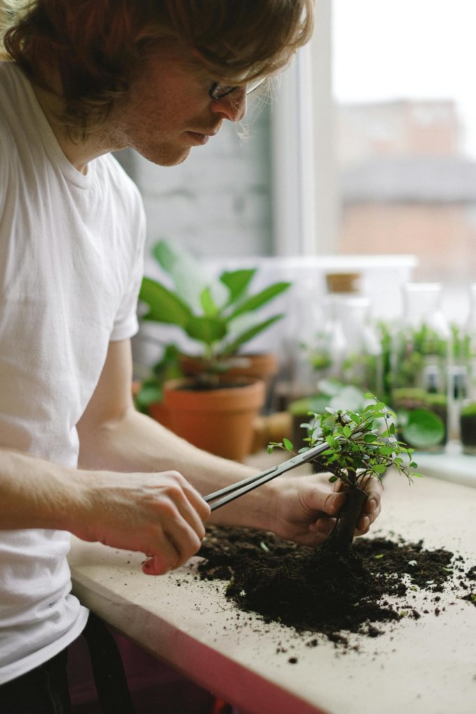 a man pruning or trimming bonsai