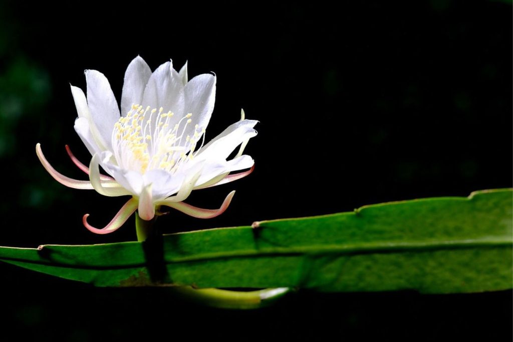 queen of the night with white flower