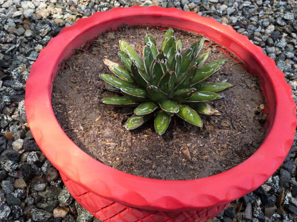 Queen Victoria Agave In Red Pot