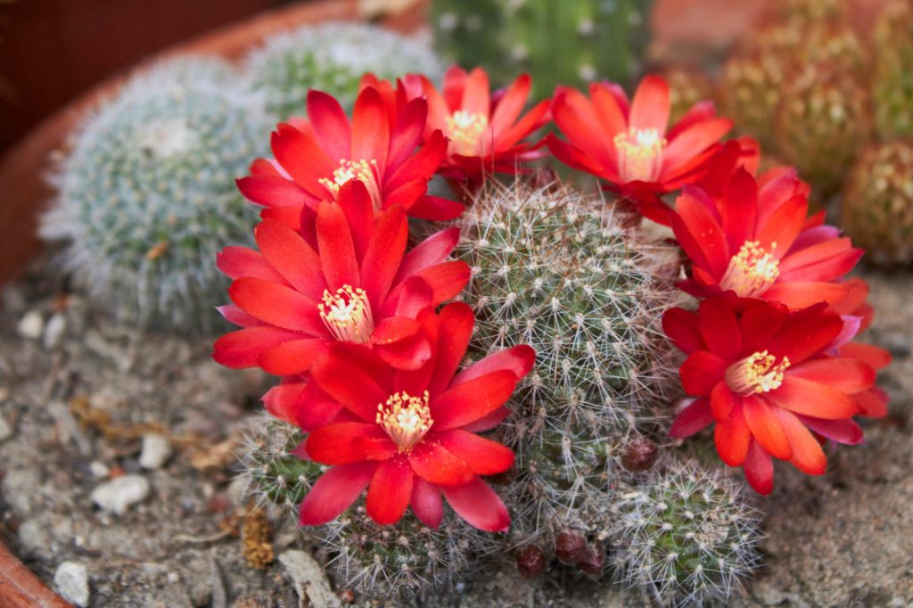 Rebutia With Crown Of Red Flowers