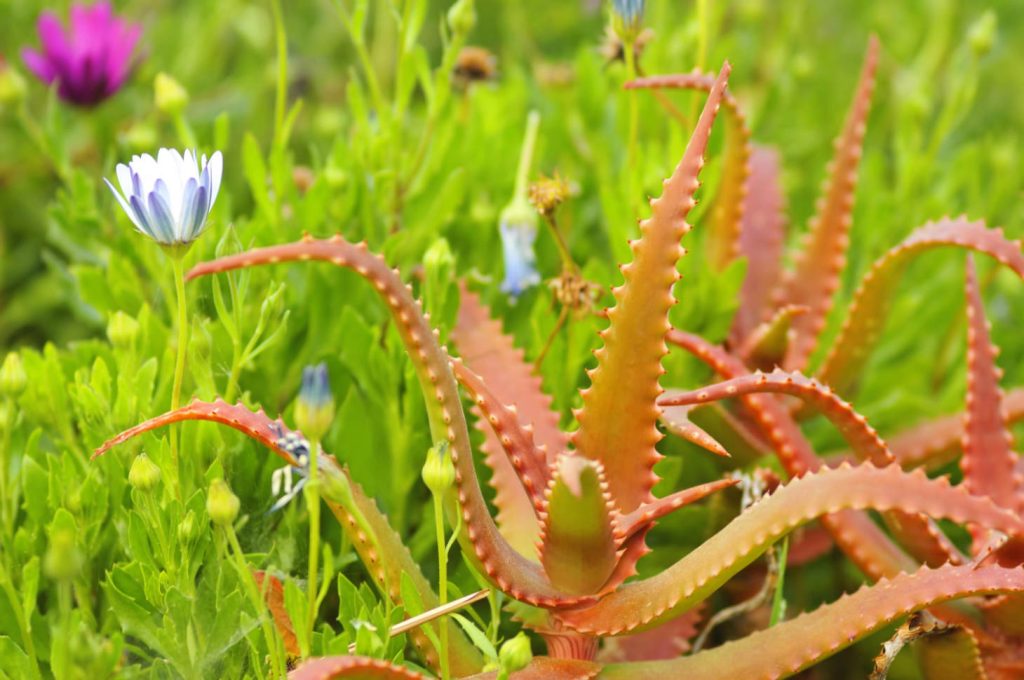 Red Aloe And Flowers Background (Aloe Cameronii)