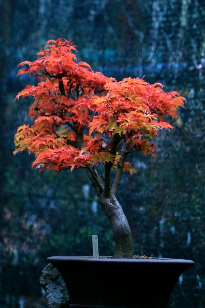 red japanese maple bonsai