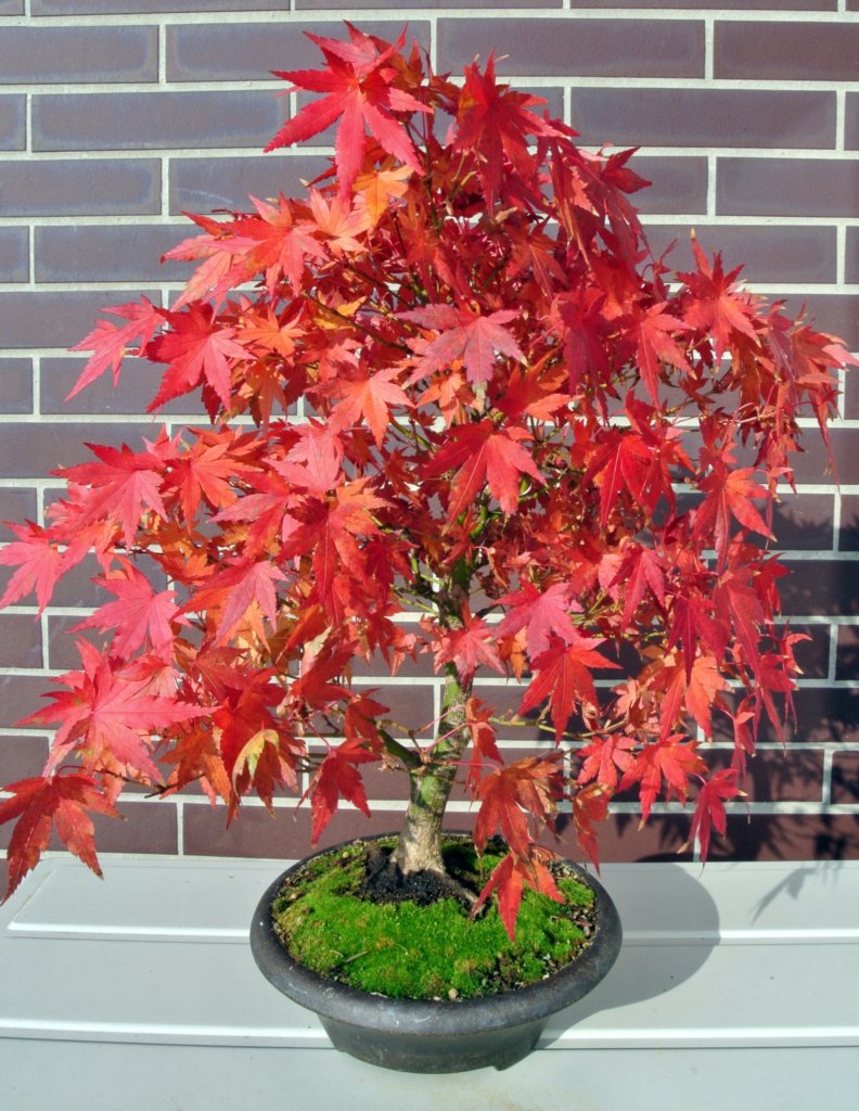 red maple bonsai