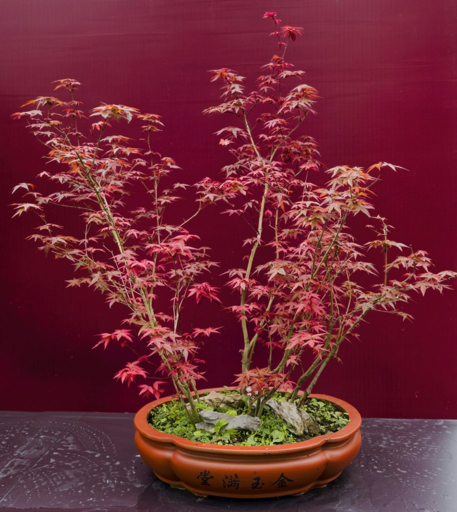 red maple bonsai in a pot