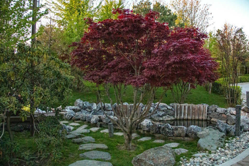 red maple bonsai in ground