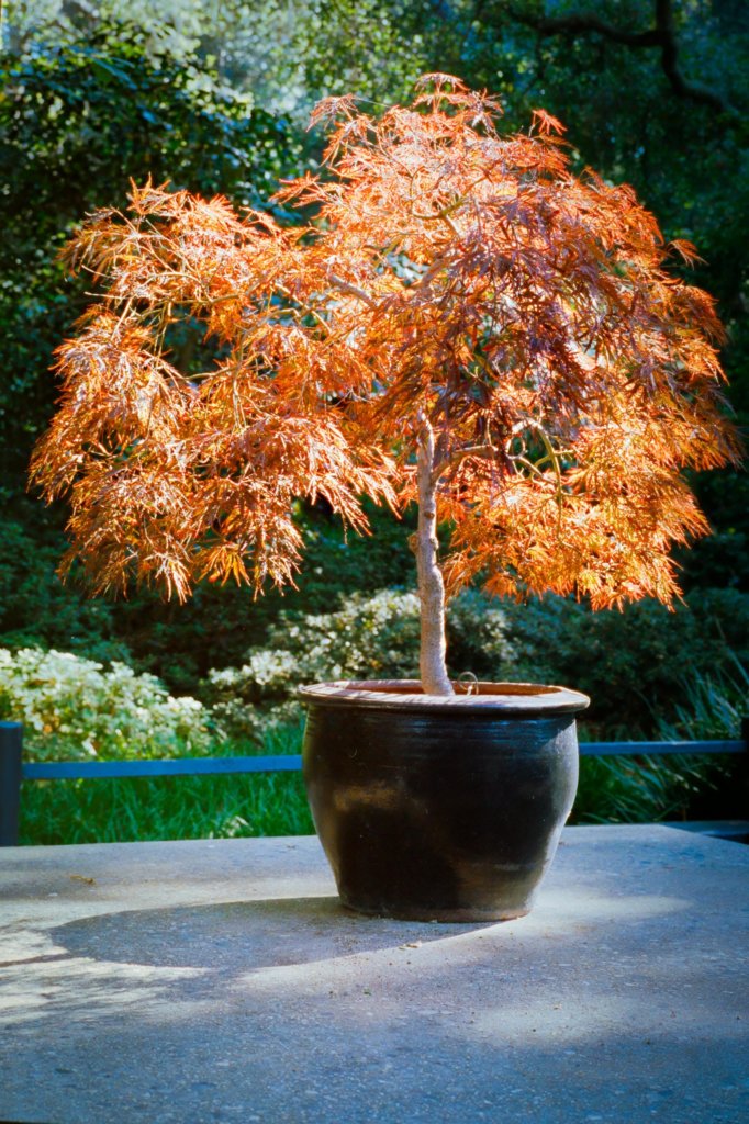 red maple bonsai plant
